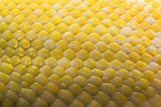 Cute yellow snake skin. Selective focus. Leather texture. 