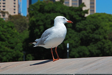 Sydney, Australia