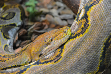 Close up yellow python. Soft selective focus. Boa snake.