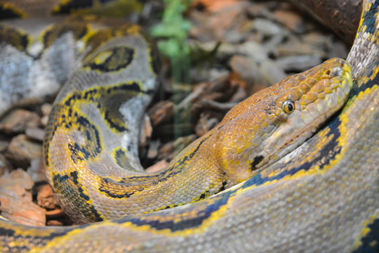 Close up yellow python. Soft selective focus. Boa snake.