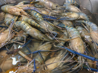 Thai raw blue prawns on local market in Bangkok. Traditional way of selling fresh seafood in south east Asia.