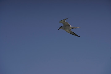A seagull in flying in blue sky