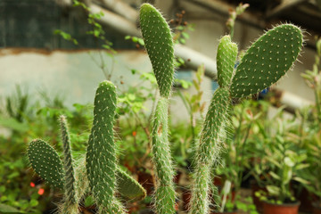 green cactus in greenhouse.