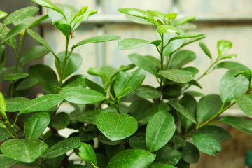 Growing green home plants in greenhouse.