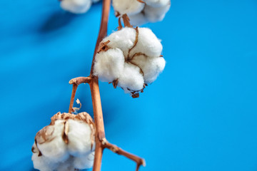 White cotton flowers on blue background