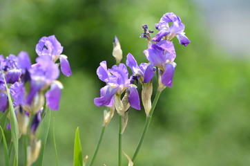 Blue Flag Iris versicolor flower