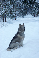 Naklejka premium Gray dog breed Husky sitting on a footpath in a snowy park in the morning and looking into the distance, visible back and tail