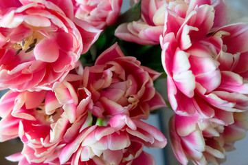 Blooming white and pink tulips with lots of petals. Floral background.