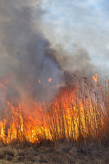 Big flames on field during fire. Accidental disaster