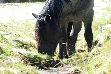 Auf der Almweide. Grauer Noriker Hengst grast auf der Weide