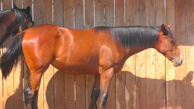Horses at the farm early spring