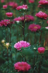 Obraz premium pink flowers in the garden