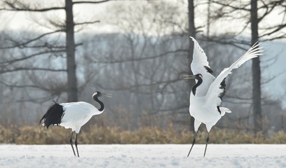 Dancing Cranes. The ritual marriage dance of cranes. The red-crowned crane. Scientific name: Grus japonensis, also called the Japanese crane or Manchurian crane, is a large East Asian Crane.