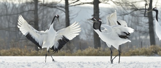 Dancing Cranes. The ritual marriage dance of cranes. The red-crowned crane. Scientific name: Grus japonensis, also called the Japanese crane or Manchurian crane, is a large East Asian Crane.
