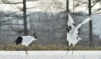 Dancing Cranes. The ritual marriage dance of cranes. The red-crowned crane. Scientific name: Grus japonensis, also called the Japanese crane or Manchurian crane, is a large East Asian Crane.