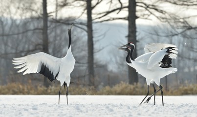 Dancing Cranes. The ritual marriage dance of cranes. The red-crowned crane. Scientific name: Grus japonensis, also called the Japanese crane or Manchurian crane, is a large East Asian Crane.