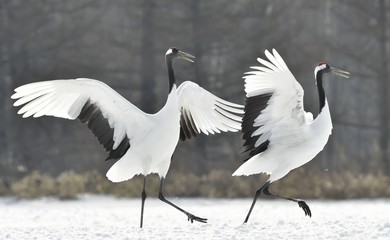 Dancing Cranes. The ritual marriage dance of cranes. The red-crowned crane. Scientific name: Grus japonensis, also called the Japanese crane or Manchurian crane, is a large East Asian Crane.