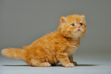 Fototapeta premium Little kitten on a black background