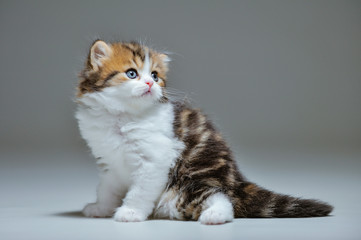 Obraz premium Little kitten on a black background