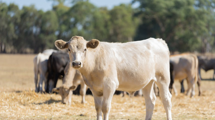 Farm Cow Portraits