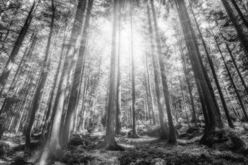 Mystic forest with sunbeams, black and white