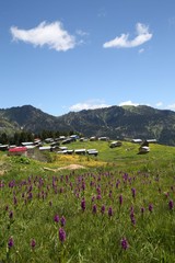 flowering meadows and village landscapes.savsat/artvin/turkey