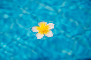 frangipani flower in blue water