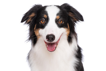 Close up portrait of cute young Australian Shepherd dog with tongue out, isolated on white background. Beautiful adult Aussie, looking at camera.