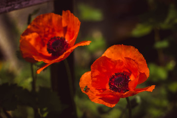 Fototapeta premium blooming red poppy 