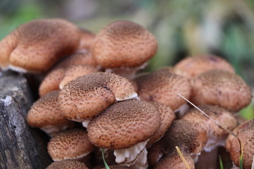 Armillaria gallica mushroom family near the stump.