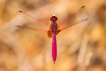 pink dragon fly top view with pink eyes and thing long wings flying and feeding on a dry plant with...