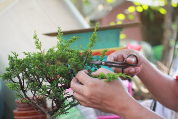 Making of bonsai trees. Bonsai pruning, Handmade accessories wire and scissor bonsai, bonsai tools.