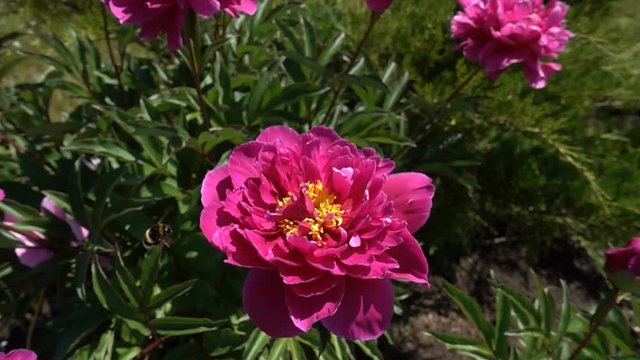 Bumblebee flies up to the peony flower, slow motion