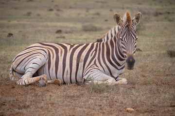 Fototapeta na wymiar Young Burchell's zebra sitting on low grass. Full body capture looking at camera