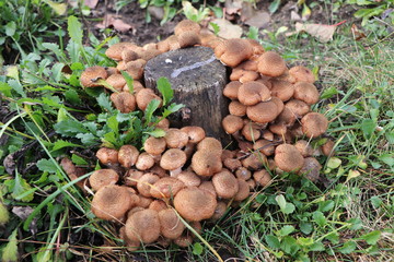 Armillaria gallica mushroom family near the stump.