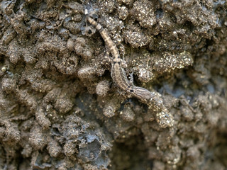 A small gecko lives in a spherical tree termite, Guatemala