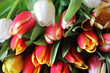 Fototapeta premium Bouquet of beautiful tulips, Valentine's , International Women's , Mother day