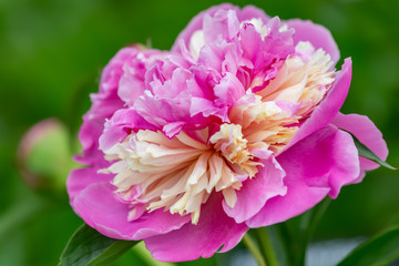 Blooming peony with soft light. Pink peony with soft focus in a spring garden. Nature wallpaper blurry backdrop. Floral poster. Image does not in focus.
