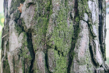 Wooden bark with green moss tree pattern. Natural background texture.