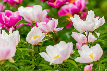Obraz premium Blooming peonies with soft light. Red and white peonies with soft focus in a spring park. Nature wallpaper blurry backdrop. Floral poster. Selective focus