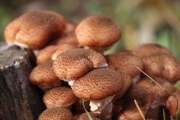 Armillaria gallica mushroom family