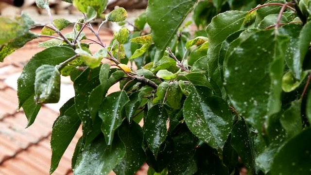 aphids in tree leaves, aphids, aphids that damage the trees,