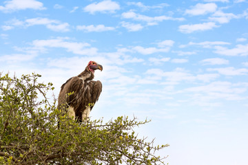 Lappit-faced vulture in an acacia tree in the Masai Mara