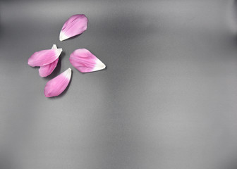 pink tulip petals on the dark grey background