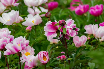 Obraz na płótnie Canvas Peonies flowers in an orchard. Blooming flowers of soft focus in springtime. Nature wallpaper blurry background. Selective focus.
