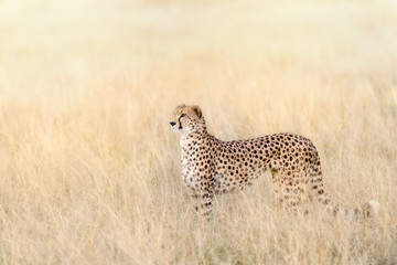 Adult cheetah in sunlight in the Masai Mara