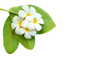 Keuken spatwand met foto Many white plumeria flowers are blooming with green leaves on isolated white background, high angle view with copy space © Prapat