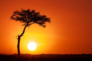 Acacia et soleil couchant dans le Masai Mara.