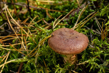 Pilze