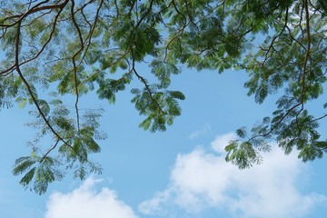 Natural green leaves & branches of flame tree on white clouds blue sky background with copy space. Up view of foliage against cloud in exotic tropical summer with morning sunlight, beautiful seasonin